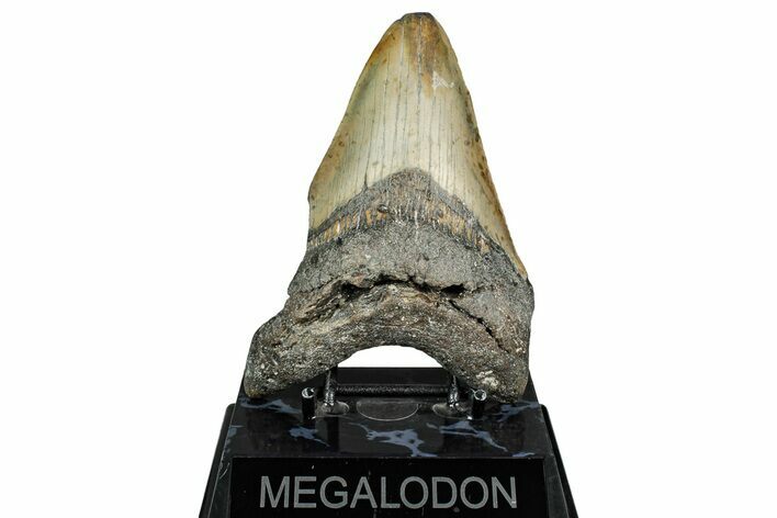 Fossil Megalodon Tooth - North Carolina #344052